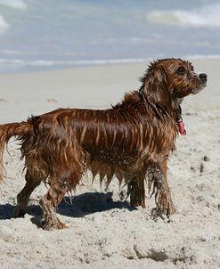 XR9C0290 Cavapoo