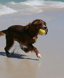 XR9C0302 Cavapoo