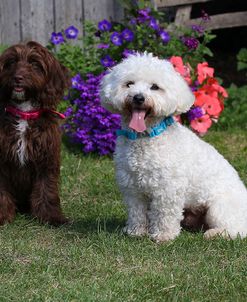 CQ2R3637 Bichon Frise