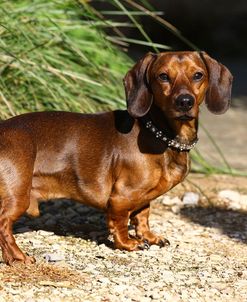 1Z5F0639 Dachshund – Smooth-haired Miniature