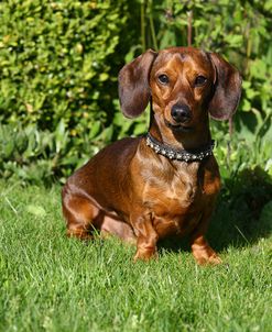 1Z5F0660 Dachshund – Smooth-haired Miniature