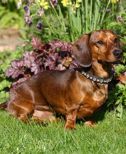 1Z5F0680 Dachshund – Smooth-haired Miniature