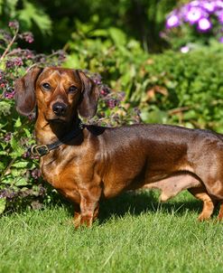 1Z5F0697 Dachshund – Smooth-haired Miniature