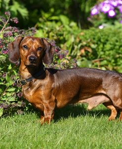 1Z5F0697 Dachshund – Smooth-haired Miniature