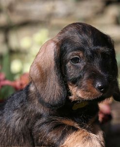 AY3V0264 Dachshund – Wire-haired Standard