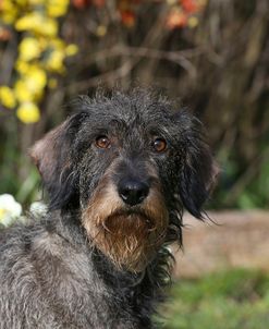 AY3V0525 Dachshund – Wire-haired Standard