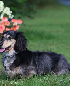 AY3V0993 Dachshund – Long-haired Miniature