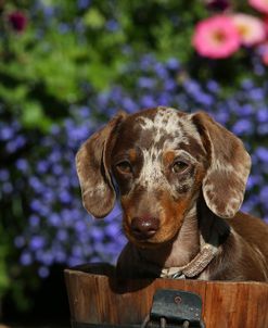 AY3V1008 Dachshund – Smooth-haired Miniature