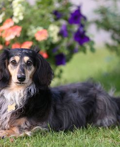 AY3V1013 Dachshund – Long-haired Miniature