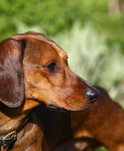 1Z5F0699 Dachshund – Smooth-haired Miniature