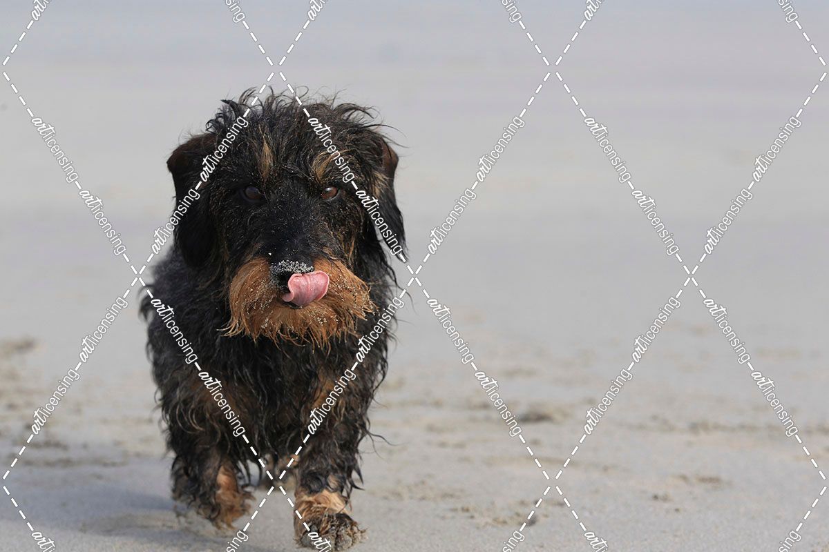 A21C1061 Dachshund – Wire-haired Miniature