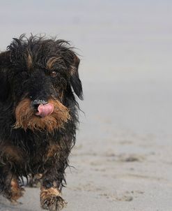 A21C1061 Dachshund – Wire-haired Miniature