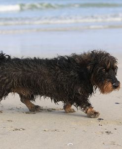 A21C1063 Dachshund – Wire-haired Miniature