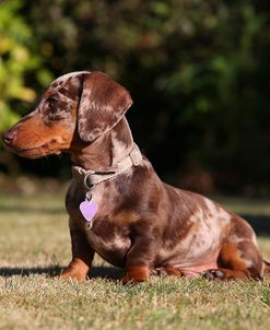 AY3V1072 Dachshund – Smooth-haired Miniature