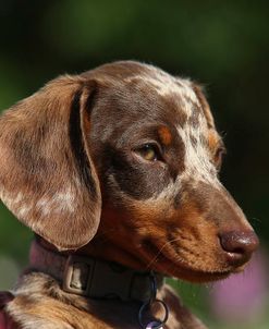 AY3V1102 Dachshund – Smooth-haired Miniature