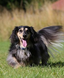 AY3V1163 Dachshund – Long-haired Miniature