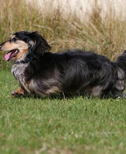 AY3V1176 Dachshund – Long-haired Miniature