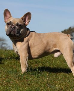 CQ2R1060 Bulldog – French