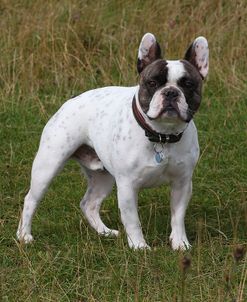 CQ2R5244 Bulldog – French