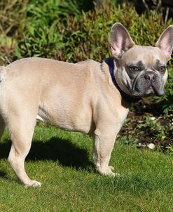 CQ2R0982 Bulldog – French