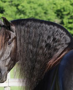 1C9A9545 Friesian, Bluffview Clydesdales & Friesians, FL