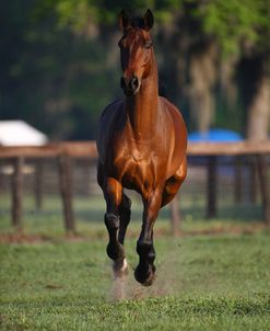 1Z5F2959 Canadian Sport Horse, Kingridge Stables, FL