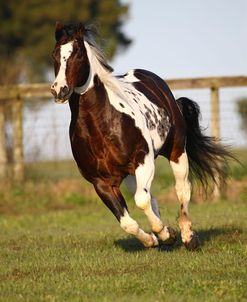 1Z5F3692 Tobiano Paint Stallion-Ima Switch Hitter-Painted Feather Farm, FL