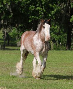 1C9A0753 Clydesdale, Briar Patch Farm, FL