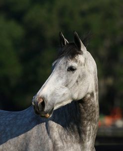 1Z5F8244 Canadian Sport Horse, Kingridge Stables, FL