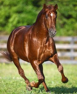 1Z5F8820 P.R.E. Andalucian Stallion-Mercurio MC-Music City Andalusians, FL