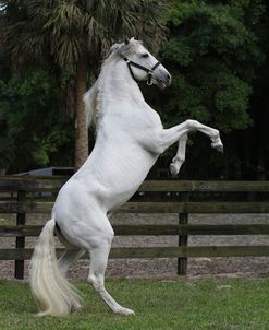 A21C0778 Rearing Lusitano Stallion-Zola-Legendary Lusitanos, FL