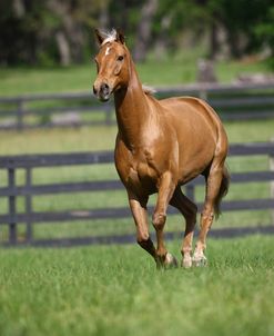 1Z5F5721 Palomino Warmblood, Owned By Jean Thornton, FL