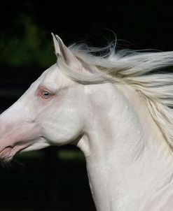 1Z5F6934 Cremello Stallion, Owned By Ian Garden, FL