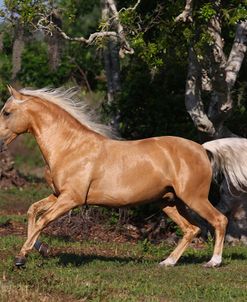 A21C2907 Palomino Lusitano Stallion-Alfacinha-Legendary Lusitanos, FL