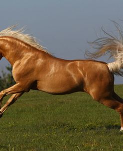 A21C2910 Palomino Lusitano Stallion-Alfacinha-Legendary Lusitanos, FL