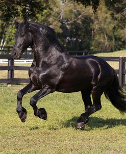 A21C4219 Friesian, WPB