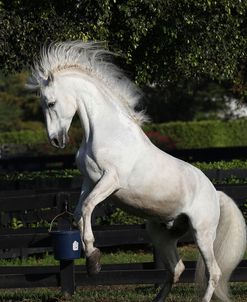 A21C1797 Rearing P.R.E. Andalucian Stallion-Idilio-Hampton Green Farm, FL