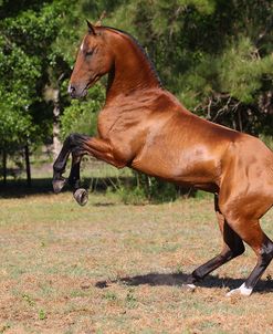 A21C2628 Rearing Behaviour, Akhal Teke Stallion-Orion-Kara Kum Akhal-Tekes, FL