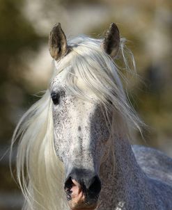 A21C2774 Andalucian Stallion-Jaquimero-Yeguada Pedro Pons, Majorca