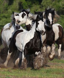 A21C5578 Gypsy Vanners, WR Ranch, FL