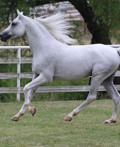 A21C6680 Arab Stallion-VA Ralvon Crusader-Magic Moments Stable, TX