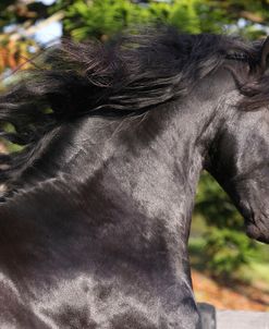 A21C4305 Friesian, WPB