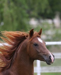 A21C7055 Arab Stallion-Vanguard Rambeau-Vanguard Arabians, OK