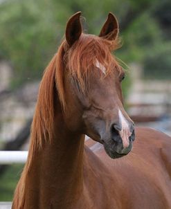 A21C7103 Arab Stallion-Vanguard Rambeau-Vanguard Arabians, OK