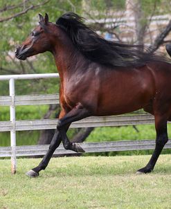 A21C7669 Arab Stallion-TA Arapaho-Owned By Lynne Dimmer, NY