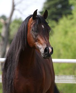 A21C7745 Arab Stallion-TA Arapaho-Owned By Lynne Dimmer, NY