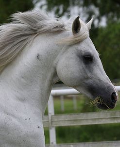 A21C6974 Arab Stallion-VA Remington Steele-Royal Acres Arabians, TX