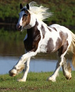 A21C7864 Drum Filly-Poppit-Owned By Diane Gatlin, Horse Feathers Farm, TX