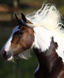 A21C7868 Drum Filly-Poppit-Owned By Diane Gatlin, Horse Feathers Farm, TX