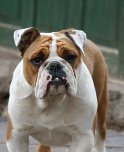 AY3V2953Bulldog – British